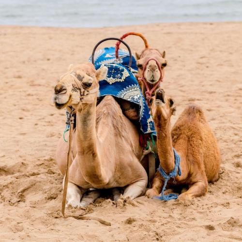Bazar Travel - Holiday in the best Moroccan places in the world.