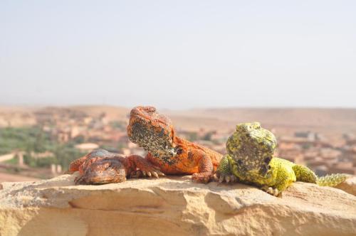 Bazar Travel - Holiday in the best Moroccan places in the world.