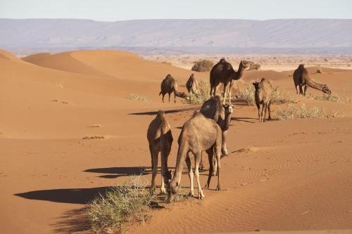 Bazar Travel - Holiday in the best Moroccan places in the world.