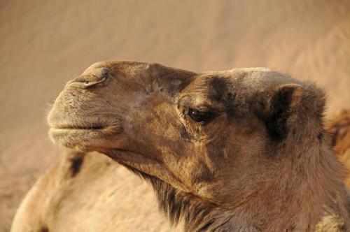 Bazar Travel - Holiday in the best Moroccan places in the world.